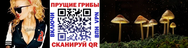 Псилоцибиновые грибы Psilocybine cubensis  Балаково 